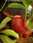 Nepenthes ampullaria 'Cantleys Red'  3